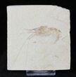 Cretaceous Aged Fossil Shrimp Carpopenaeus - Lebanon #20164-1